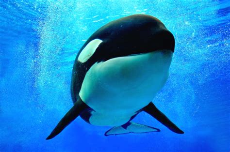 SeaWorld Reaches .5M EZ Pay Class Action Settlement